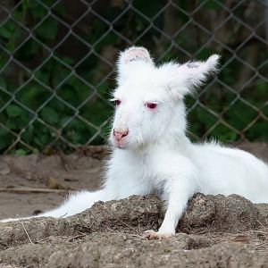 Albino Wallaroo