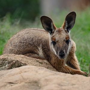 Yellow-footed Rock Wallabby
