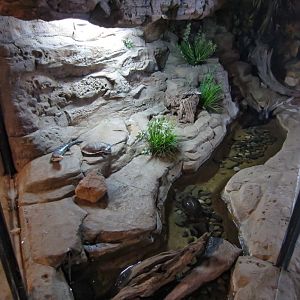 Bluetongue and Turtle exhibit