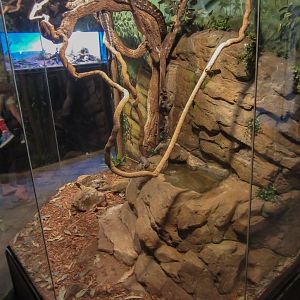 Carpet Python exhibit