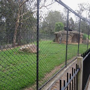 Cheetah exhibit