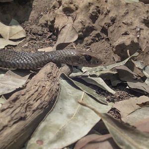 Eastern Brown Snake