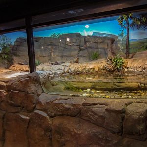Freshwater Crocodile exhibit