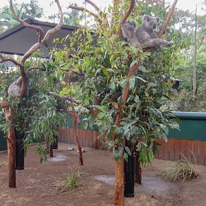 Koalas