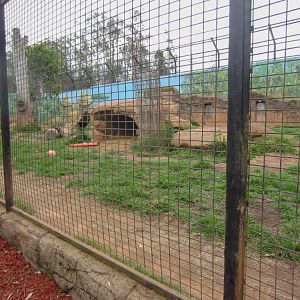 Lion enclosure