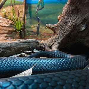 Red-bellied Black Snake