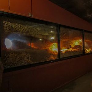 Indoor viewing of wombats