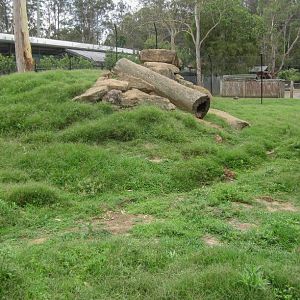 Yellow-footed Rock Wallaby enclosure