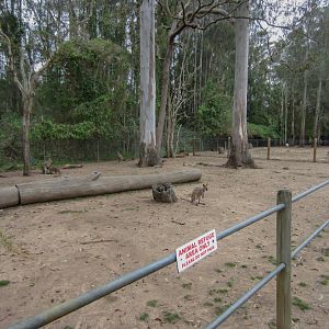 Macropod Walk-through