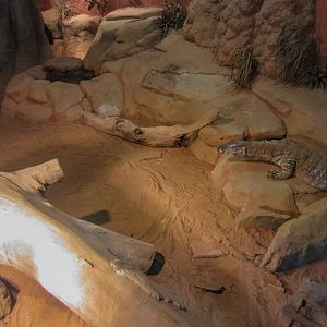 Perentie exhibit