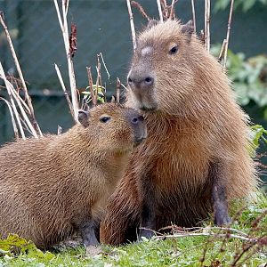 Capybara
