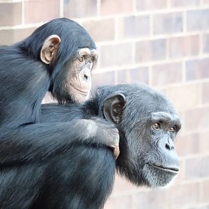 Chimpanzees