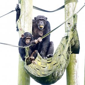 Chimpanzees