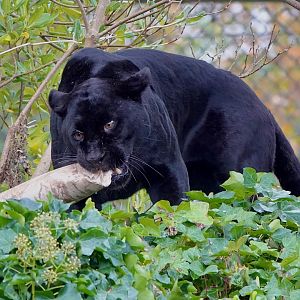 Goshi - Female Jaguar