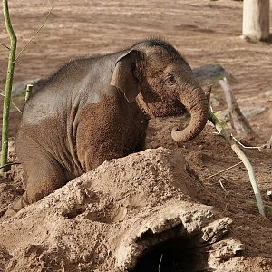 Riva - Asian Elephant
