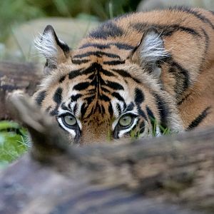 Kasarna - Sumatran Tiger