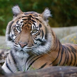 Kasarna - Sumatran Tiger