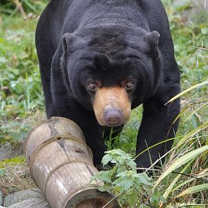 Sun Bear