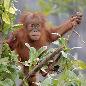 Sumatran Orangutan