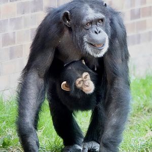 Chimpanzee