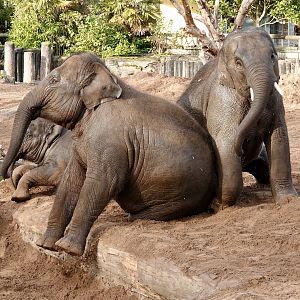 Asian Elephants