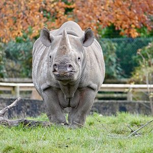 Black Rhino