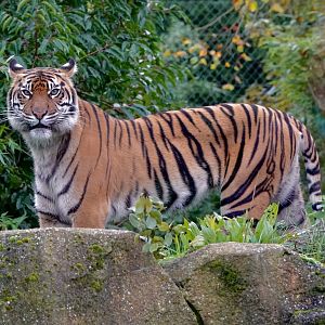 Kasarna - Sumatran Tiger