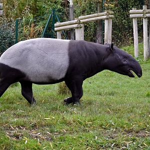 Malayan Tapir