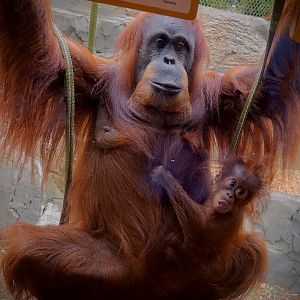 Sumatran Orangutans - Emma and new baby Hillda