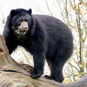 Andean Bear