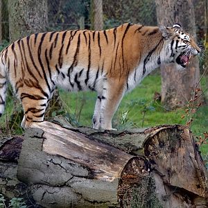 Amur Tiger - Sinda