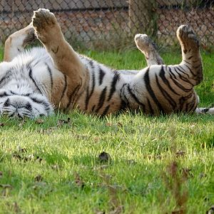 Miron - male Amur Tiger