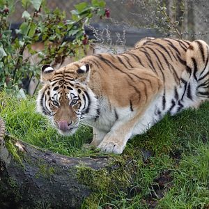 Sinda - Amur tiger