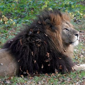 Sam - African Lion