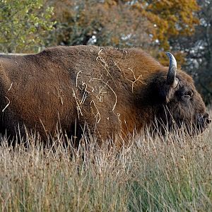 European Bison
