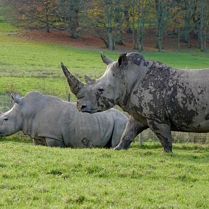 White Rhino