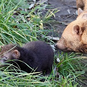 Baby Bush Dogs