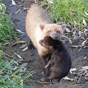 Baby Bush Dogs