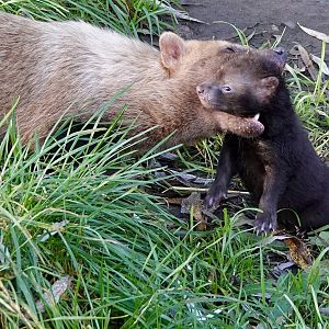 Baby Bush Dogs