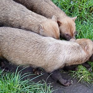 Baby Bush Dogs