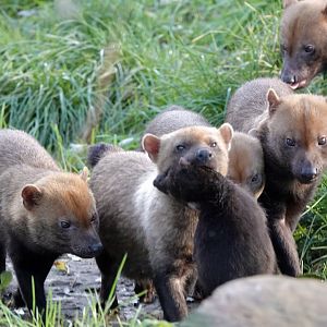 Baby Bush Dogs