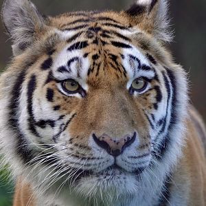 Amur Tiger - Sinda