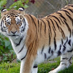 Amur Tiger - Sinda