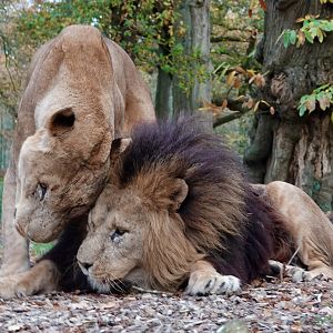 African Lions