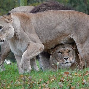 African Lions