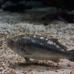 Paralabrax clathratus