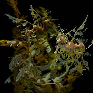 Phyllopteryx taeniolatus