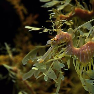 Phyllopteryx taeniolatus