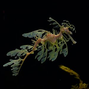 Phyllopteryx taeniolatus