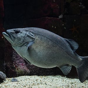 Polyprion americanus